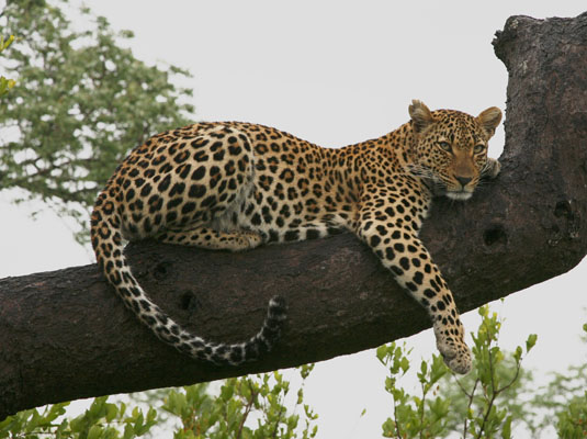 Leopard