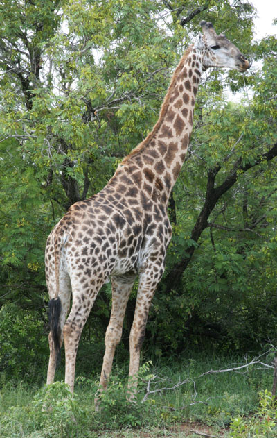 Giraffe