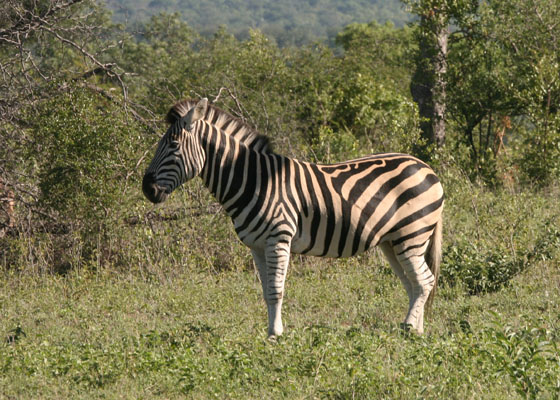 Burchell's Zebra