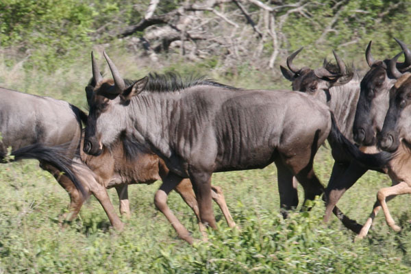 Wildebeest or Gnu