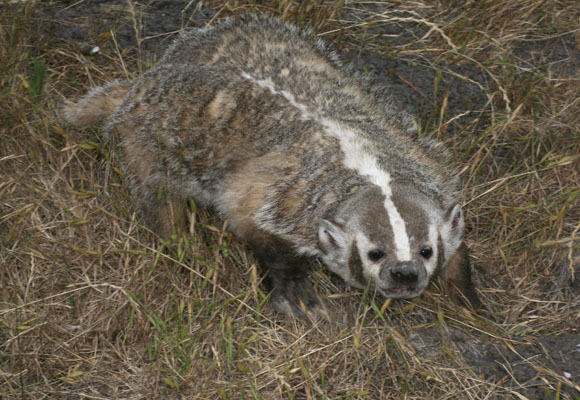 Badger