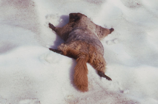 Marmota caligata - The Hoary Marmot