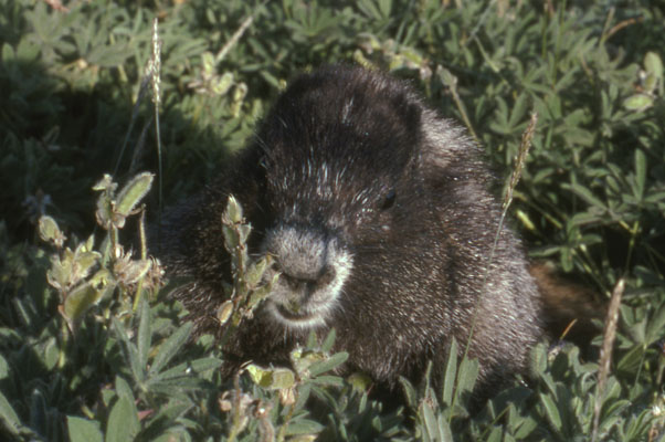 Marmota caligata - The Hoary Marmot