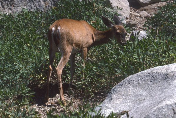 Odocoileus hemionus columbianus - The Columbia Black-tailed Deer