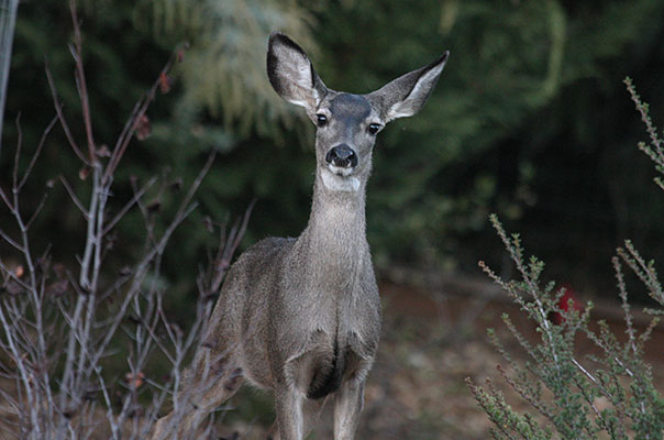Odocoileus hemionus columbianus - The Columbia Black-tailed Deer