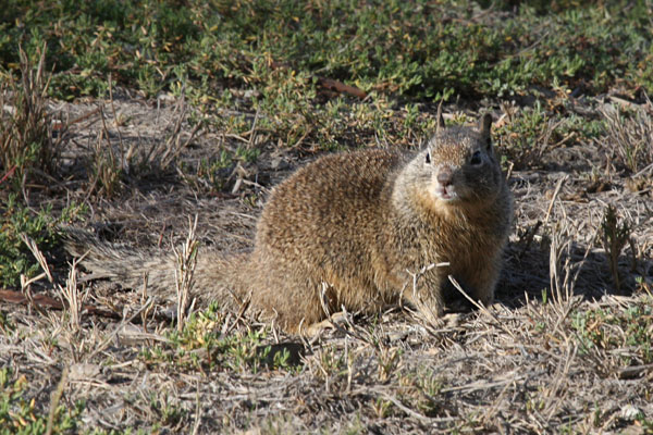 Otospermophilus beecheyi - The California Ground Squirrel