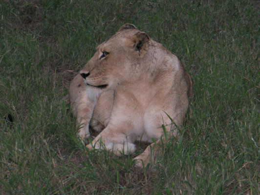 Panthera leo krugeri - The Southeast African Lion