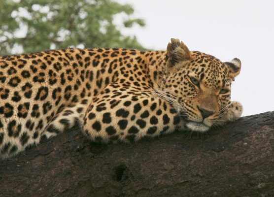 Panthera pardus pardus - The Leopard