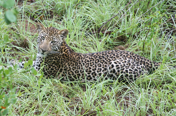 Panthera pardus pardus - The Leopard