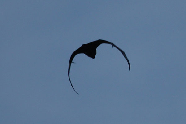 Pteropus tonganus tonganus - The Pacific Fruit Bat