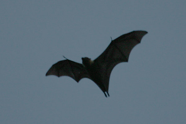 Pteropus tonganus tonganus - The Pacific Fruit Bat
