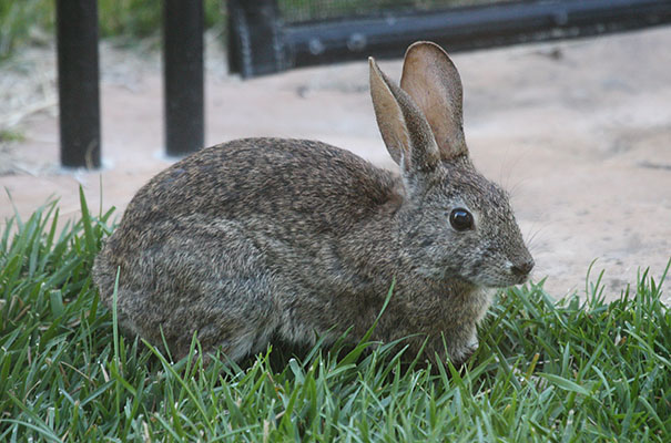 Sylvilagus b. bachmani - The Brush Rabbit