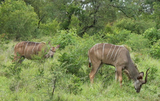 Tragelaphus strepsiceros - The Greater Kudu