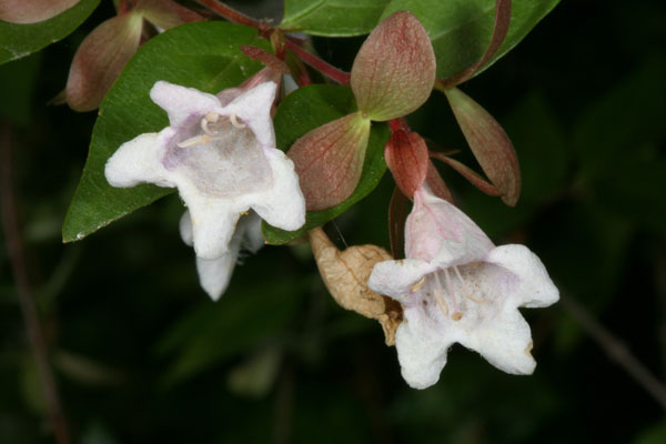 Abelia grandiflora 'Edward Goucher' - Pink Abelia