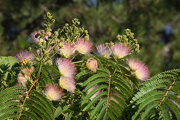 Albizia julibrissin var. rosea - The Persian Silk Tree