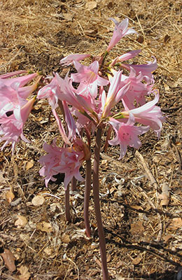 Amaryllis belladonna, naked lady - Amaryllis