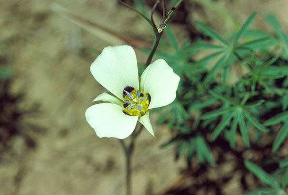 Calochortus bruneaunis - The Bruneau Mariposa Lily