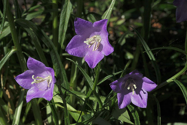 Campanula rotundifolia - Bluebell aka Harebell
