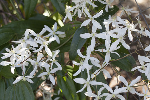 Clematis armandii (Franchet, 1885) - Armand's Clematis aka Evergreen Clematis