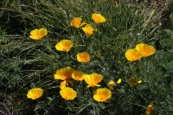 Eschscholzia californica - California Poppy