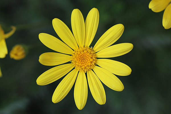 Euryops pectinatus 'Viridis' (Linnaeus, 1753) - Golden Bush Daisy