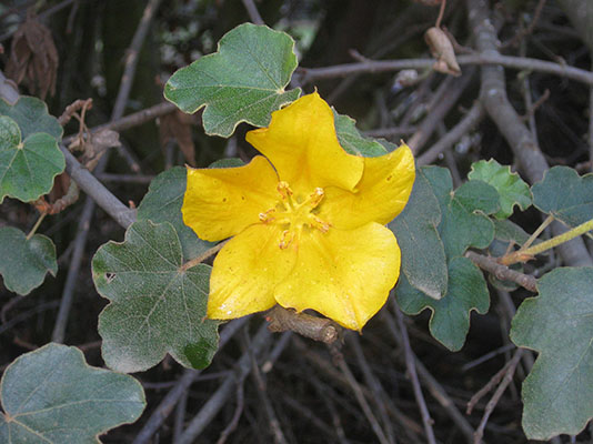 Fremontodendron californium