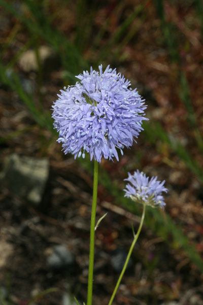 Gilia c. capitata - Blue Field Gilia
