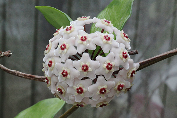 Hoya carnosa - Wax Plant