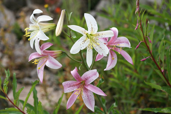 Lilium washingtonianum purpurascens - Washington Lily
