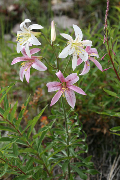 Lilium washingtonianum purpurascens - Washington Lily
