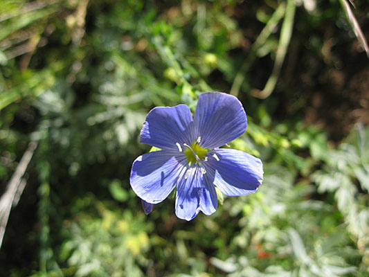 Linum lewisii - Western Blue Flax