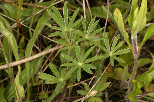 Lupinus sulphureus kincaidii - Kincaid's Lupine