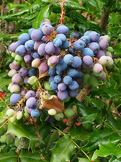 Mahonia aquifolium - Oregon Grape