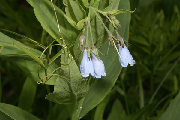 Mertensia paniculata borealis - Tall Bluebells