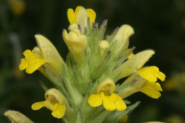 Parentucellia viscosa - Yellow Parentucellia