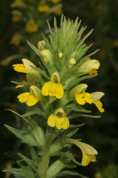 Parentucellia viscosa - Yellow Parentucellia