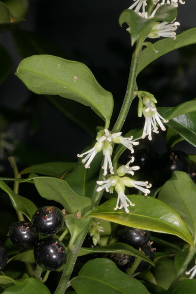 Sarcococca ruscifolia - Fragrent Sweet Box