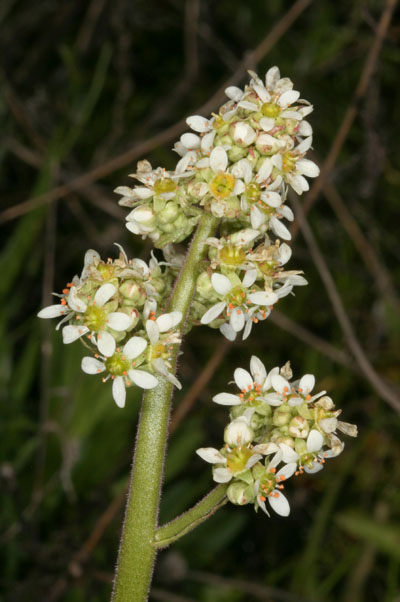 Saxifraga oregana - Oregon Saxifrage
