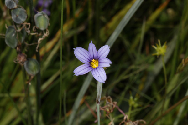 Sisyrinchium idahoense - Idaho Blue-eyed Grass aka California Blue-eyed Grass