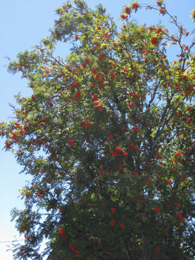 Sorbus a. acuparia - Rowan aka Mountain-ash
