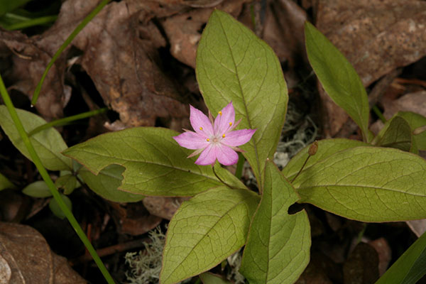 Trientalis latifolia - Broad-leaved Star Flower aka Western Star Flower
