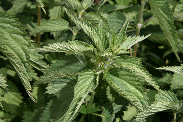 Urtica dioica holosericea - Stinging Nettle