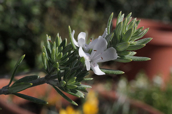 Westringia fruticosa - Coastal Rosemary