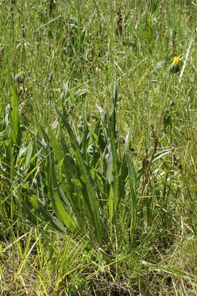 Wyethia angustifolia - Narrowleaf Wyethia aka Narrowleaf Mule's Ears