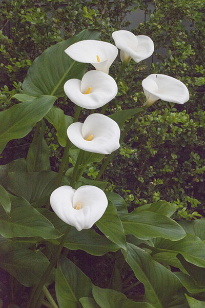 Zantedeschia aethiopica - Calla Lily