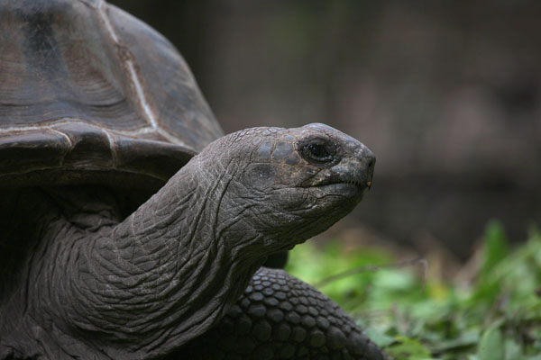 Aldabrachelys gigantea - The Aldabra Giant Tortoise