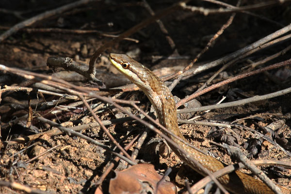 Alsophis portoricensis anegadae - The Puerto Rican Racer aka Common Snake