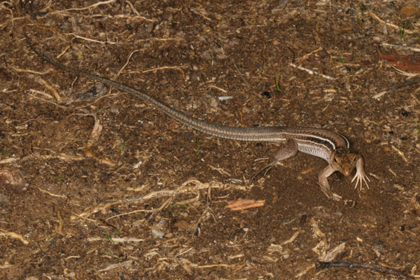 Ameiva exsul exsul - The Puerto Rican Ground Lizard