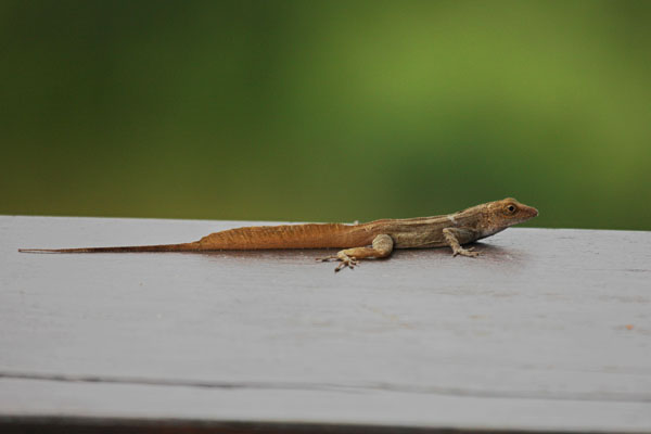 Anolis cristatellus wileyae - The Crested Anole aka Eastern Puerto Rican Crested Anole