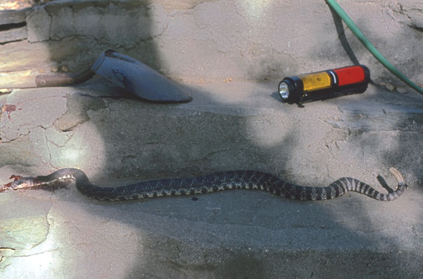 Crotalus oreganus helleri - The Southern Pacific Rattlesnake